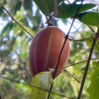 Fruit of Trichosanthes elmeri photo